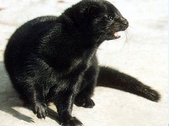 愛(ài)護(hù)動(dòng)物人人有責(zé),威特斯以自身優(yōu)勢(shì)出發(fā)